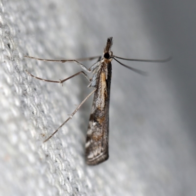 Hednota pedionoma (Pasture Webworm) at O'Connor, ACT - 21 Apr 2018 by ibaird