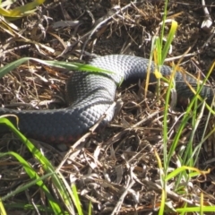 Pseudechis porphyriacus (Red-bellied Black Snake) at Pambula, NSW - 28 Apr 2018 by LizAllen