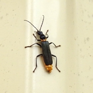 Chauliognathus lugubris at Macarthur, ACT - 29 Apr 2018 01:20 PM