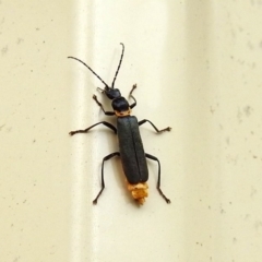 Chauliognathus lugubris (Plague Soldier Beetle) at Macarthur, ACT - 29 Apr 2018 by RodDeb