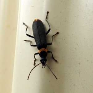 Chauliognathus lugubris at Macarthur, ACT - 29 Apr 2018