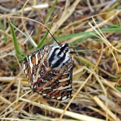 Apina callisto (Pasture Day Moth) at Fadden, ACT - 29 Apr 2018 by RodDeb