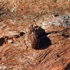 Mandalotus spurcus at Macarthur, ACT - 29 Apr 2018 01:44 PM