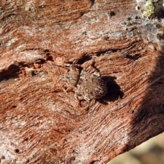 Mandalotus spurcus at Macarthur, ACT - 29 Apr 2018