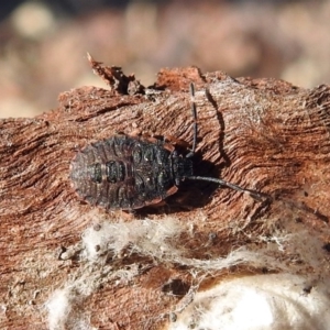 Pentatomidae (family) at Macarthur, ACT - 29 Apr 2018 01:45 PM