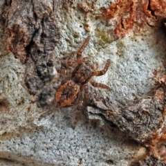 Servaea sp. (genus) (Unidentified Servaea jumping spider) at Macarthur, ACT - 29 Apr 2018 by RodDeb