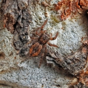 Servaea sp. (genus) at Macarthur, ACT - 29 Apr 2018