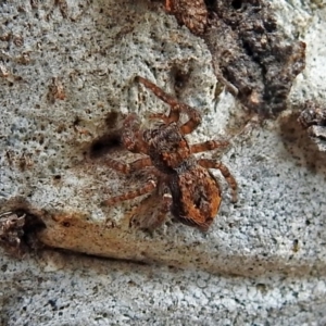 Servaea sp. (genus) at Macarthur, ACT - 29 Apr 2018
