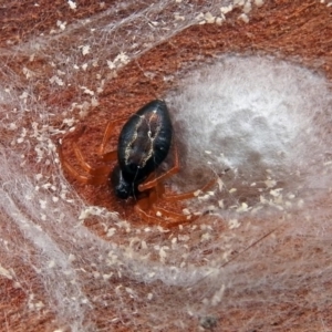 Euryopis umbilicata at Macarthur, ACT - 29 Apr 2018
