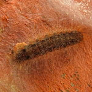 Leptocneria reducta at Macarthur, ACT - 29 Apr 2018 01:33 PM