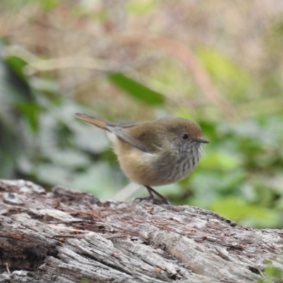 Acanthiza pusilla (Brown Thornbill) at Kambah, ACT - 29 Apr 2018 by HelenCross