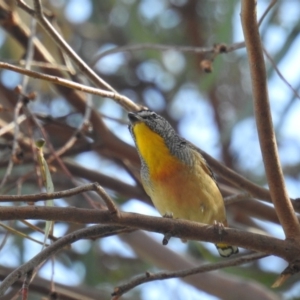 Pardalotus punctatus at Kambah, ACT - 25 Apr 2018 12:20 PM