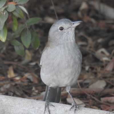 Colluricincla harmonica (Grey Shrikethrush) at Kambah, ACT - 25 Apr 2018 by HelenCross