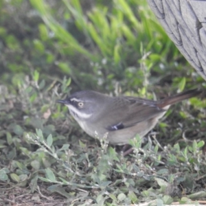 Sericornis frontalis at Pialligo, ACT - 28 Apr 2018