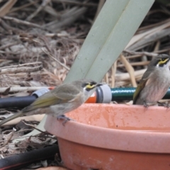 Caligavis chrysops (Yellow-faced Honeyeater) at Kambah, ACT - 21 Apr 2018 by HelenCross