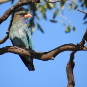 Eurystomus orientalis at Kambah, ACT - 2 Jan 2018 08:30 AM