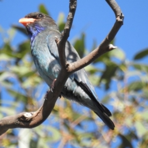 Eurystomus orientalis at Kambah, ACT - 2 Jan 2018 08:30 AM