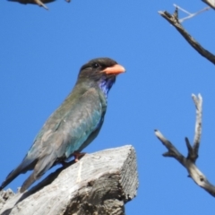Eurystomus orientalis (Dollarbird) at Kambah, ACT - 1 Jan 2018 by HelenCross