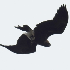 Aquila audax (Wedge-tailed Eagle) at McQuoids Hill - 25 Feb 2018 by HelenCross