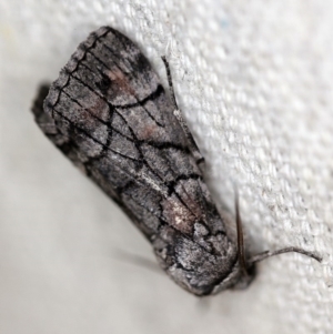 Stibaroma undescribed species at O'Connor, ACT - 19 Apr 2018 10:54 PM