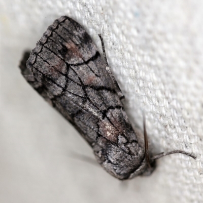 Stibaroma undescribed species (A Line-moth) at O'Connor, ACT - 19 Apr 2018 by ibaird