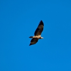 Haliaeetus leucogaster (White-bellied Sea-Eagle) at Merimbula, NSW - 26 Apr 2018 by RossMannell