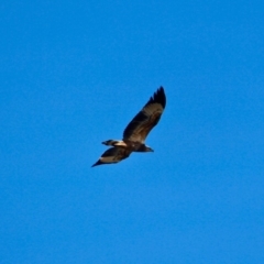 Haliaeetus leucogaster at Merimbula, NSW - 26 Apr 2018 10:46 AM