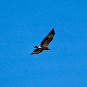 Haliaeetus leucogaster at Merimbula, NSW - 26 Apr 2018 10:46 AM