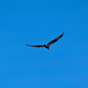 Haliaeetus leucogaster at Merimbula, NSW - 26 Apr 2018 10:46 AM