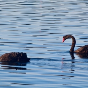 Cygnus atratus at Merimbula, NSW - 26 Apr 2018 08:37 AM