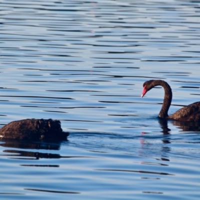 Cygnus atratus (Black Swan) at Merimbula, NSW - 26 Apr 2018 by RossMannell