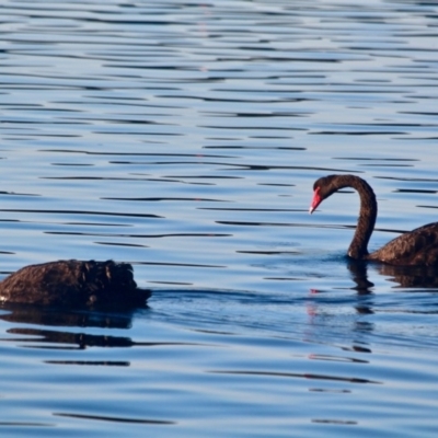 Cygnus atratus (Black Swan) at Merimbula, NSW - 25 Apr 2018 by RossMannell