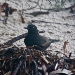 Turdus merula (Eurasian Blackbird) at Merimbula, NSW - 25 Apr 2018 by RossMannell