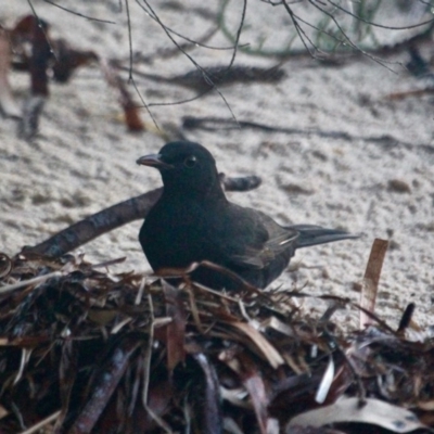 Turdus merula (Eurasian Blackbird) at Merimbula, NSW - 26 Apr 2018 by RossMannell