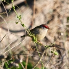 Neochmia temporalis (Red-browed Finch) at Merimbula, NSW - 26 Apr 2018 by RossMannell