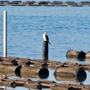 Microcarbo melanoleucos at Merimbula, NSW - 26 Apr 2018 10:38 AM