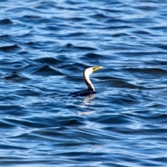 Microcarbo melanoleucos at Merimbula, NSW - 26 Apr 2018 10:38 AM