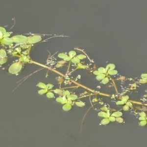 Ludwigia sp. at Fyshwick, ACT - 29 Apr 2018 01:15 PM