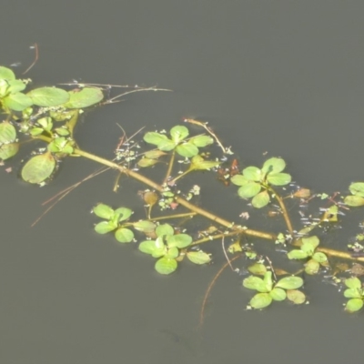 Ludwigia sp. (Water-primrose or water-purslane) at Jerrabomberra Wetlands - 29 Apr 2018 by Christine