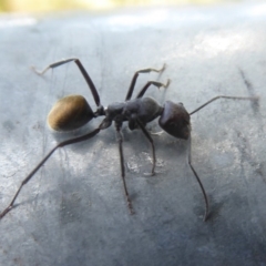Camponotus sp. (genus) (A sugar ant) at Fyshwick, ACT - 29 Apr 2018 by Christine