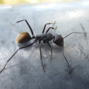 Camponotus suffusus at Fyshwick, ACT - 29 Apr 2018 01:07 PM