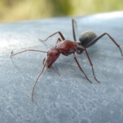 Camponotus sp. (genus) (A sugar ant) at Fyshwick, ACT - 29 Apr 2018 by Christine