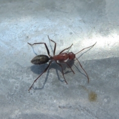Camponotus sp. (genus) at Fyshwick, ACT - 29 Apr 2018