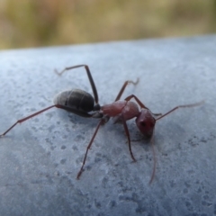 Camponotus sp. (genus) at Fyshwick, ACT - 29 Apr 2018 01:05 PM