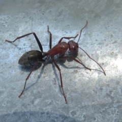 Camponotus sp. (genus) at Fyshwick, ACT - 29 Apr 2018