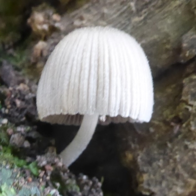 Coprinellus etc. (An Inkcap) at Acton, ACT - 29 Apr 2018 by Christine