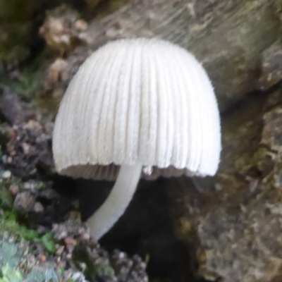Coprinellus etc. (An Inkcap) at Acton, ACT - 29 Apr 2018 by Christine