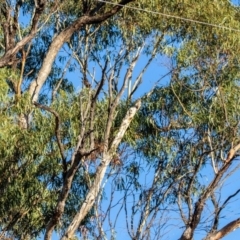Aquila audax (Wedge-tailed Eagle) at Rendezvous Creek, ACT - 30 Apr 2018 by ajc