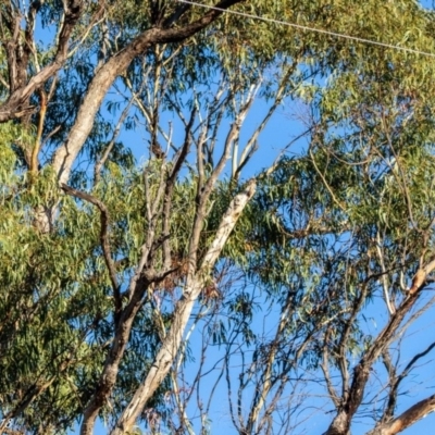 Aquila audax (Wedge-tailed Eagle) at Rendezvous Creek, ACT - 30 Apr 2018 by ajc