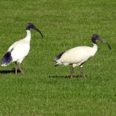 Threskiornis molucca (Australian White Ibis) at Gowrie, ACT - 29 Apr 2018 by RodDeb